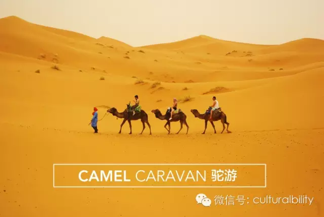 camel caravan in chinese tuo you exotic way to travel culturalbility