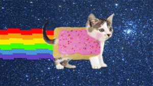 pop tarts cat gif